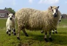 Kerry-Hill-sheep