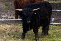 cattle