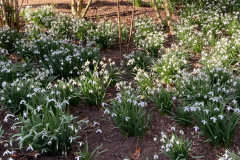 Snowdrops