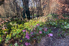 Spring Flowers