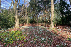 Woodland