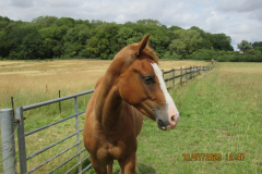 HORSE