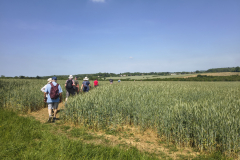 Across-fields