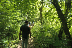 Shady-woodland