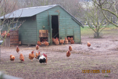 Chickens