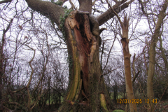 Old-tree