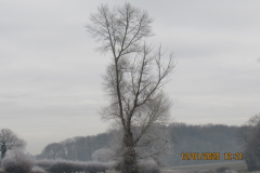 Winter-tree