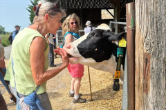 Metting a friendly cow