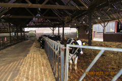 Cow shed