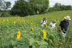 Walking-past-sunflowers