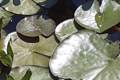 IMG-20220615-WA00111