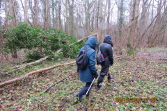 Through-the-woods