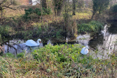Swans