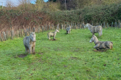 Wooden-animals