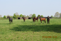 Horses