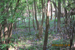 Woods