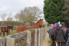 Horses