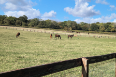 Horses