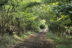 Woodland-walk