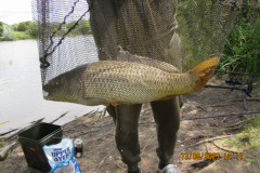 Carp