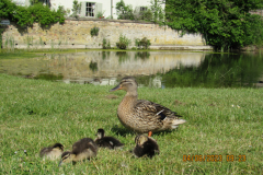 Ducks