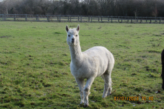 Lama