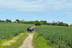 Across the fields