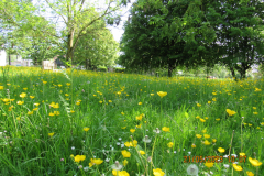 Buttercups