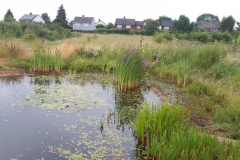 Pond