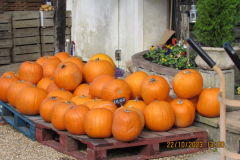 Pumpkins