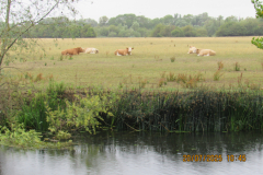 cows
