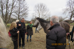 HORSES