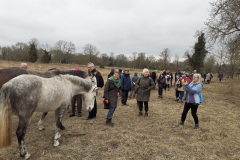 TAKING PICTURES OF HORSES