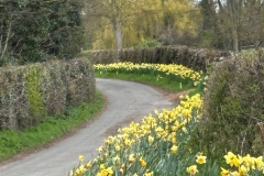 Daffodils