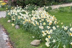Spring-Daffodils