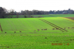 Deer herd
