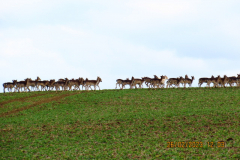 Deer on the hill