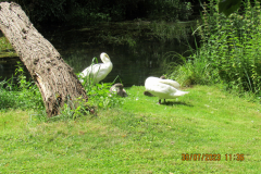 Swans