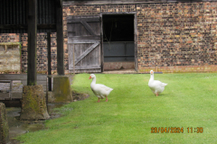 Geese