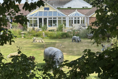 wild-aminals