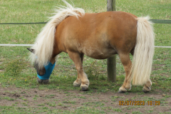 Shetland pony