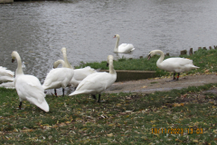 swans-on-the-river