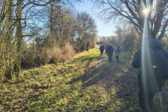 sunshine-thru-the-trees