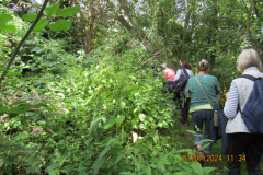 Overgrown-path