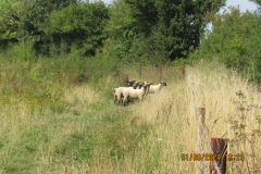 Sheep