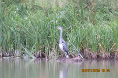 heron