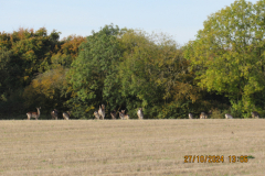 Deer