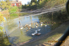 Ducks