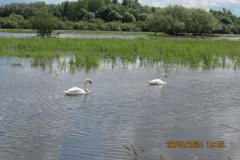 Swans