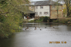 Ducks
